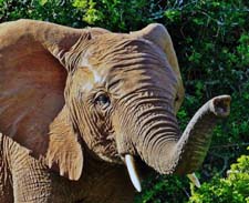 Почему у слонов хобот? Рассказ детям