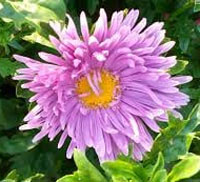 Сказочный рассказ про астру Сказочный рассказ про астру