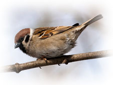 Âîðîáåé ïîëåâîé, Passer montanus, Tree Sparrow.