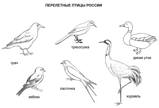 Перелетные птицы России. Раскраска