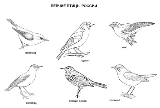 Певчие птицы России. Раскраска