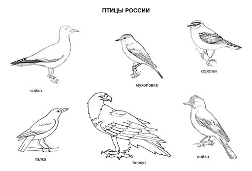 Птицы России. Раскраска