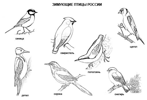 Зимующие птицы России. Раскраска