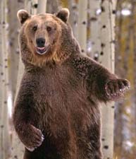 Сказочная история о диком животном медведе