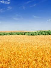 Пословицы про рожь и пшеницу