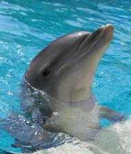 Рассказ про дельфина афалину детям