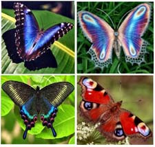 Как Выглядят Бабочки Фото