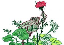 Отзыв о сказке Гаршина «Сказка о жабе и розе»
