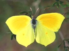 Бабочка-лимонница. Рассказ детям