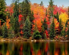 Почему осенью листья меняют цвет? Рассказ детям