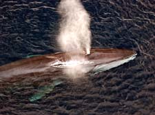 Почему кит выпускает фонтан воды? Рассказ детям