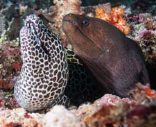 Рассказ о рыбе мурене детям