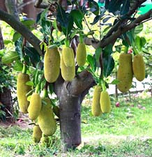 Хлебное дерево. Рассказ детям