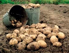 Викторина по рассказу В.Сухомлинского «Как Федя почувствовал в себе Человека» (с ответами)