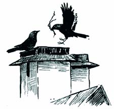 Викторина по рассказу Н. Сладкова «Вежливая галка» (с ответами)