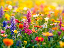 Красивые цитаты про цветы