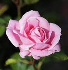 Рассказ про розы