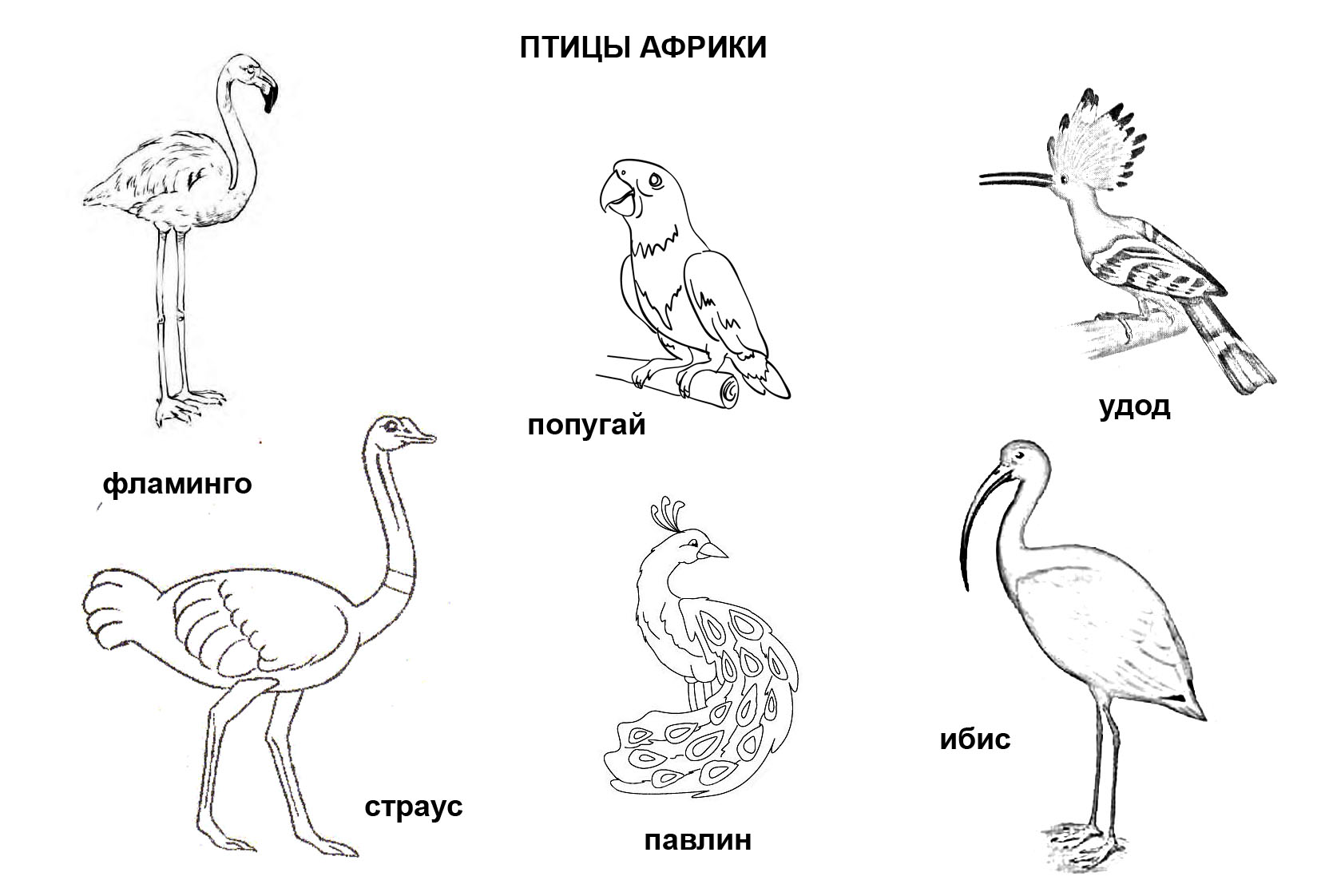 Дикие птицы картинки для детей раскраски