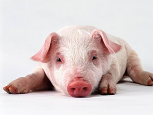 Пословицы про свинью