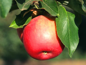 Яблоко от яблони недалеко падает