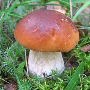 Стихи про грибы боровики