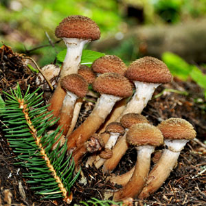 Стихи про грибы опята