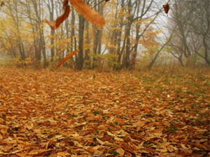 Осенний Ветер Сочинение