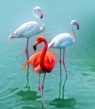 Стихи про фламинго
