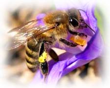 Сказка о весне «Пчелки на разведках» К.Д.Ушинский. Читать и слушать