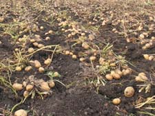 Как вырастить хороший урожай картофеля?