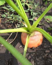 Как вырастить хороший урожай моркови?