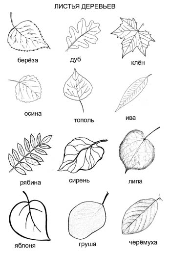 Листья деревьев. Раскраска (12 видов)