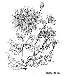 Хризантемы. Раскраска