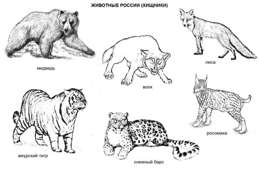 "Животные России. Хищники". Раскраска (6 рисунков)