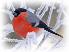 Раскраска "Зимующие птицы России"