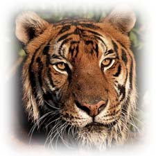 Сказочная история о диком животном тигре